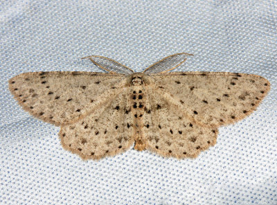  6449 – Dotted Gray Moth – Glena cribrataria