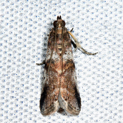 5651  Leaf Crumpler Moth  Acrobasis indigenella