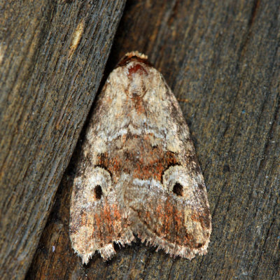 9681.1  Pale-winged Midget Moth  Elaphria alapallida