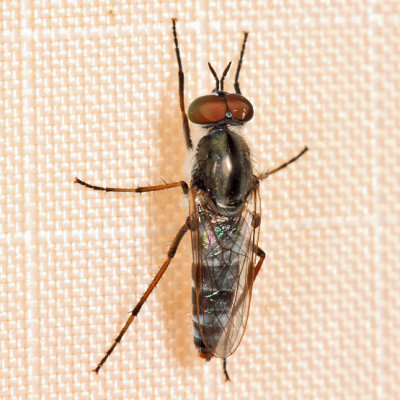 Ozodiceromyia sp.