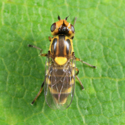 Chlorops sp.