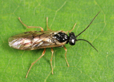 Common Sawflies - subfamily Nematinae