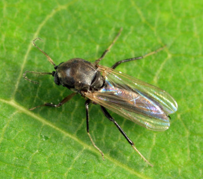 Ceratopogoninae