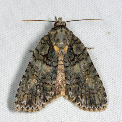 9247  Acronicta tristis