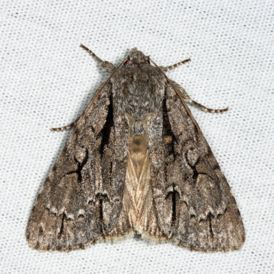 9229 – Speared Dagger Moth – Acronicta hasta