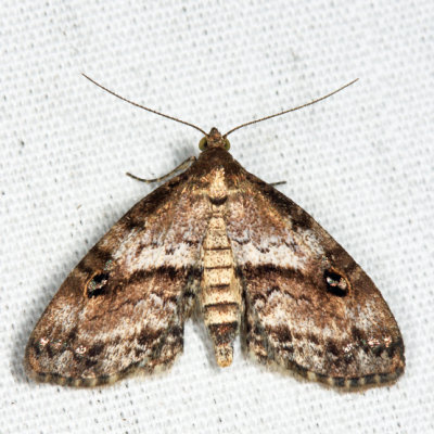 8412  Gold-lined Melanomma  Melanomma auricinctaria