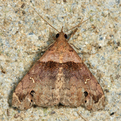 8393 – Ambiguous Moth – Lascoria ambigualis