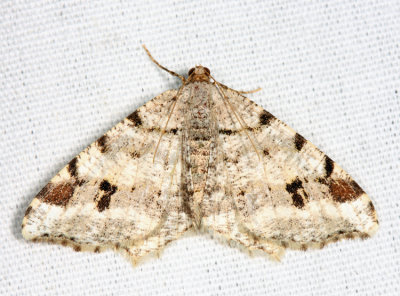 6348  Hemlock Angle Moth  Macaria fissinotata