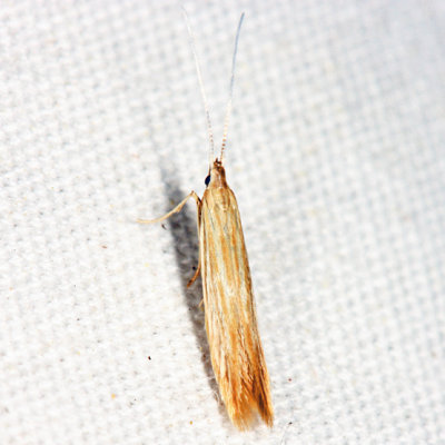 1365 - Streaked Coleophora - Coleophora cratipennella