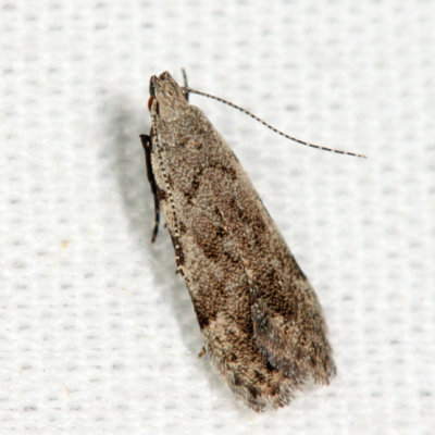 2233 - Anacampsis conclusella