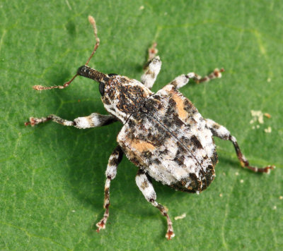 Cambium Curculio - Conotrachelus anaglypticus