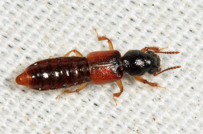 Bledius sp.