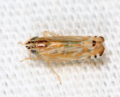 Leafhoppers genus Cosmotettix
