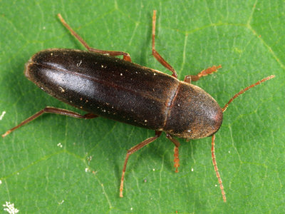 Phloiotrya fusca