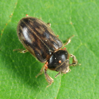 Heterocerus fenestratus