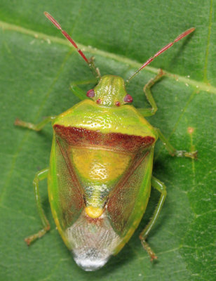 Banasa dimidiata