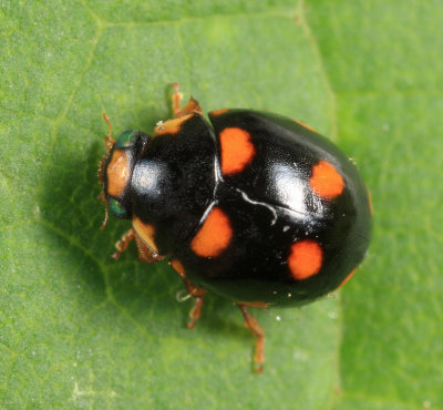 Ursine Spurleg Lady Beetle - Brachiacantha ursina