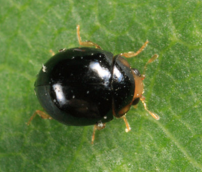 Whitefly Predator - Delphastus pusillus