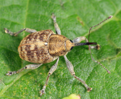 Curculio obtusus