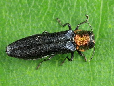 Red-necked Cane Borer - Agrilus ruficollis