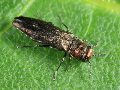 Agrilus sp.