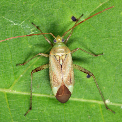 Alfalfa Plant Bug - Adelphocoris lineolatus