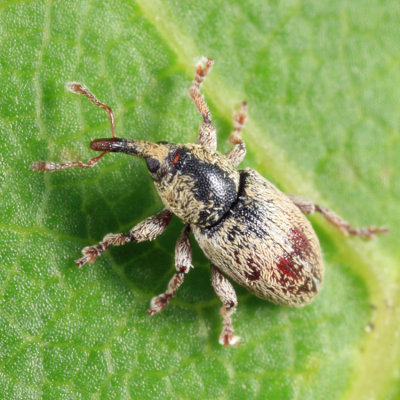 Red Clover Seed Weevil - Tychius stephensi
