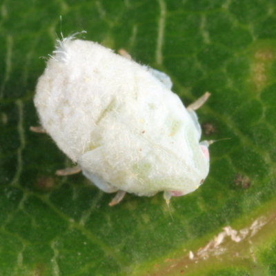 Cixiidae nymph