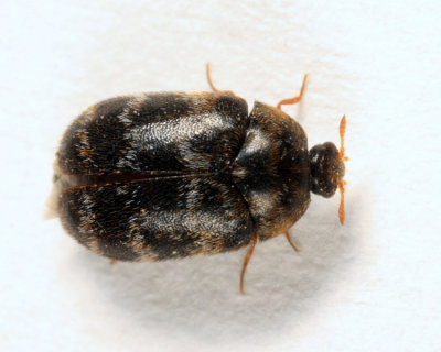 Glabrous Cabinet Beetle - Trogoderma glabrum