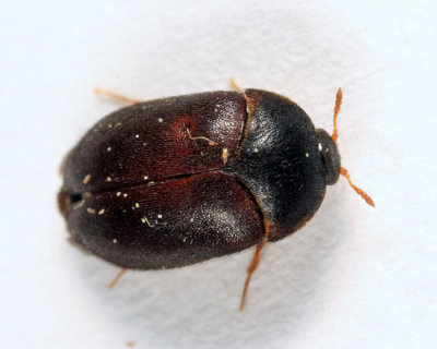 Black Carpet Beetle - Attagenus unicolor