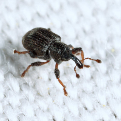 Duckweed Weevil - Tanysphyrus lemnae