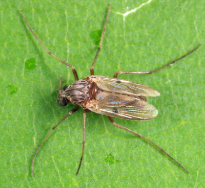 Procladius sp. (subgenus Holotanypus)