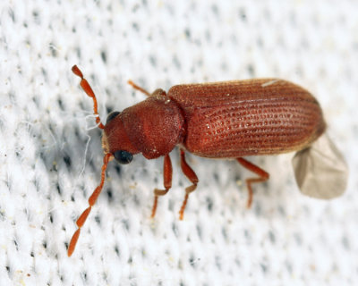 Hemicoelus pusillus