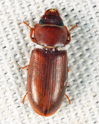 Tenebroides laticollis