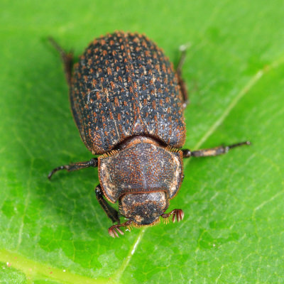 Trox aequalis