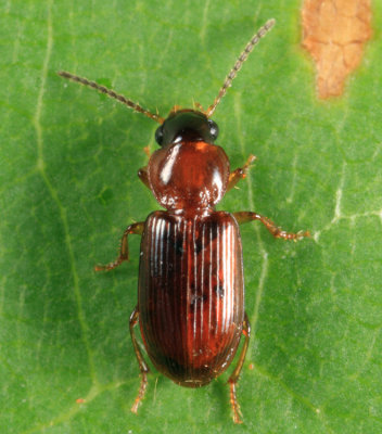 Acupalpus pauperculus