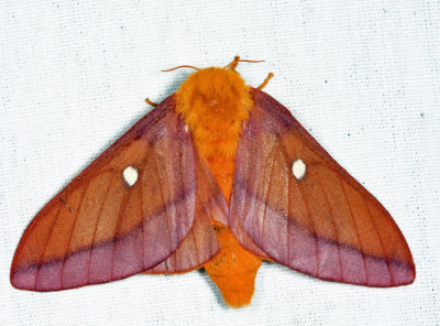 7723 - Northern Pink-striped Oakworm Moth - Anisota virginiensis