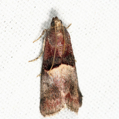  5672  Cordovan Pyralid Moth  Acrobasis exsulella