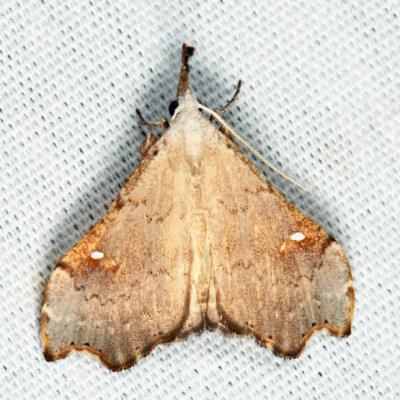  8401  White-spotted Redectis Moth  Redectis vitrea