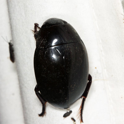 Giant Water Scavenger Beetle - Hydrophilus ovatus