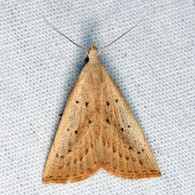 8361  Louisiana Macrochilo Moth  Macrochilo louisiana