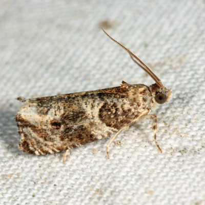 2770  Dusky Leafroller Moth  Orthotaenia undulana