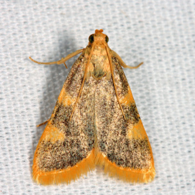  5524  Clover Hayworm Moth  Hypsopygia costalis