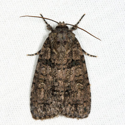 9247  Acronicta tristis