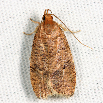0957  Dotted Leaftier Moth  Psilocorsis reflexella