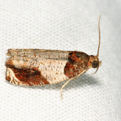 2827  Hydrangea Leaftier Moth  Olethreutes ferriferana