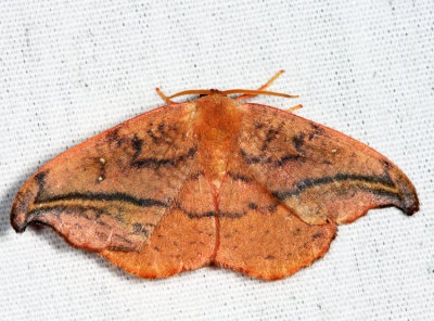 6255 - Rose Hooktip Moth - Oreta rosea