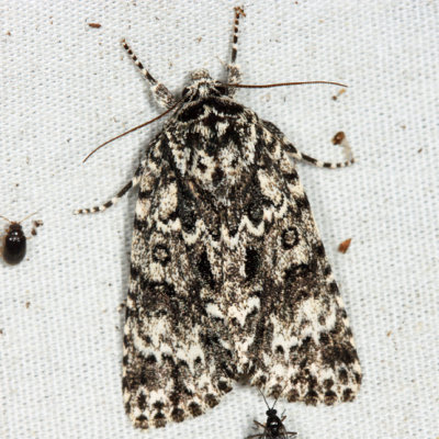 9259 – Night-Wandering Dagger Moth – Acronicta noctivaga