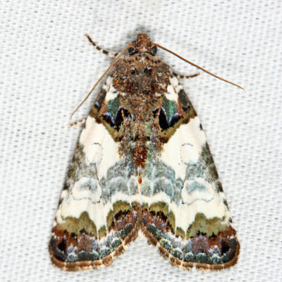 9062 - Tufted Bird Dropping Moth - Cerma cerintha