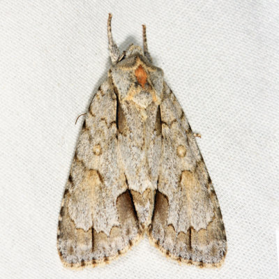 9236 – Ochre Dagger Moth – Acronicta morula